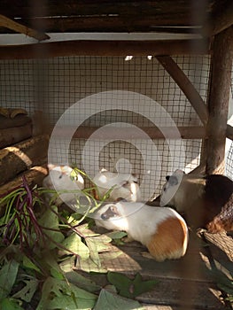 four guinea pigs of different sizes with white yellow brown fur eating leaves