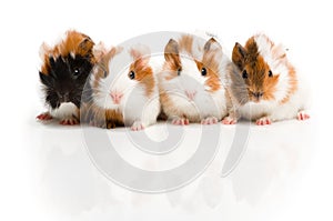 Four guinea pigs together in row