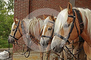 Four haflinger horses