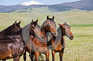 Four Handsome Horses
