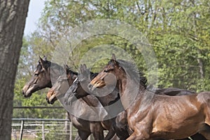 Four heads of stallion horses, at a sunny day. Galloping dressage horse stallions in a meadow. Breeding horses