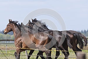 Four heads of stallion horses, at a sunny day. Galloping dressage horse stallions in a meadow. Breeding horses