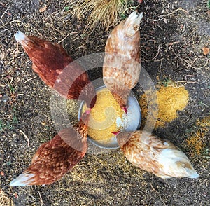 Four Hens Aerial View