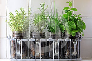 Four Herbs Growing In Glass Jars