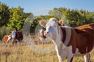 Hereford Cows photo