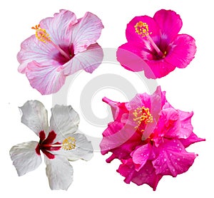 Four hibiscus flowers