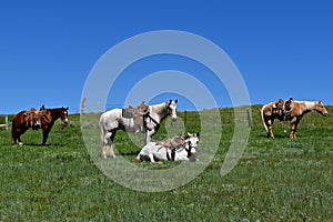 Four hobbled horse in a roundup and branding