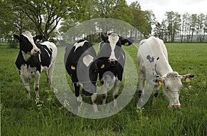 Four Holstein Friesian cows in a beautiful rural environment in Germany near the Dutch border.