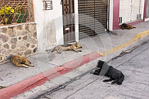 Four Homeless Dogs