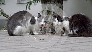 Four homeless, frightened cats eat food on the street, in the yard. They take turns looking around with apprehension and