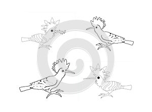 Four hoopoes, colouring book page uncolored