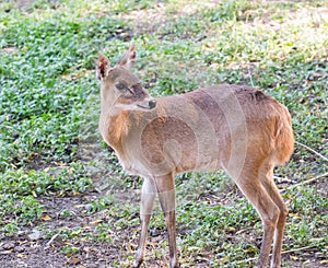 Four-horned antelope