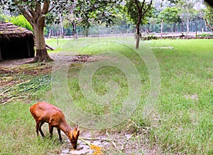 The four-horned antelope, or chousingha, is a small antelope found india and nepal taking his meal in a zoo,a deer in a zoo eating