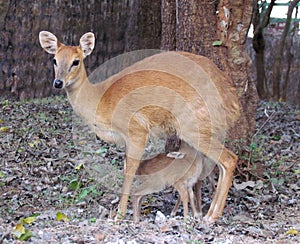 Four horned antelope fawn suckling