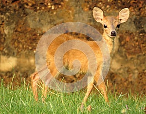 Four horned antelope watching