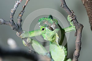 Four horned chameleon 3