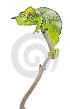 Four-horned Chameleon, Chamaeleo quadricornis