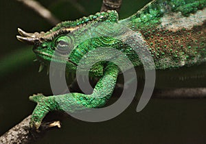 Four-Horned Chameleon (Trioceros quadricornis)