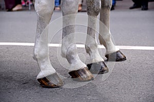 Four horse legs with hooves, close up