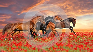 Four horse in poppy flowers
