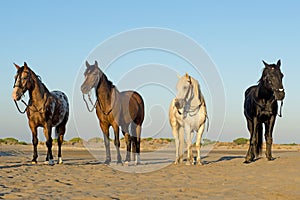 Four horses on the beach