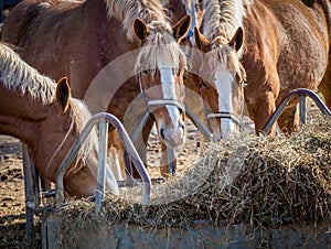 Four Horses Feeding