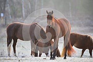 Four Horses - mares and stallions in their corral.