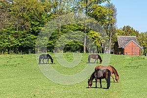 Four Horses in the Meadows