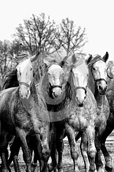 Four horses are in motion