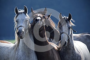 Four horses pose for a photo