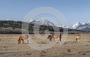 Four Horses in the Rocky Mountain Foothills