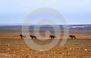 Four horses running in the pasture