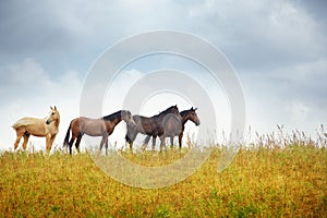 Four horses in the steppe photo