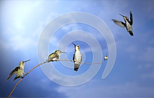 Four humming birds in different positions on a branch against a bright blue sky.