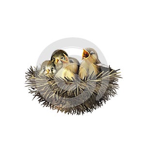 Four hungry baby sparrows in a nest
