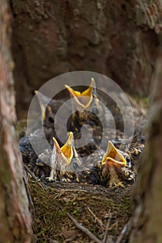 Four hungry chicks, baby birds with open yellow beaks in a nest in spring