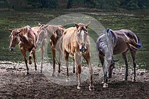Four Hungry Horses