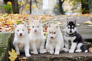 Four husky puppies on staircase