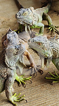 Four iguanas wait for food