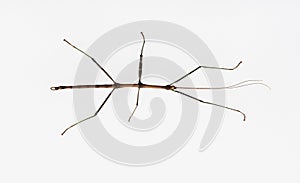 Four Inch Walking Stick Insect on White photo