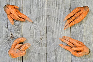 Four irregular-shaped carrots on a grey wooden rustic background. Concept ugly vegetables