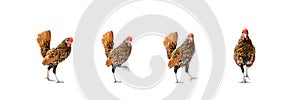 Four isolated Brown SeBright Chicken on the white background in studiolight