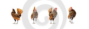 Four isolated Brown SeBright Chicken on the white background in studiolight