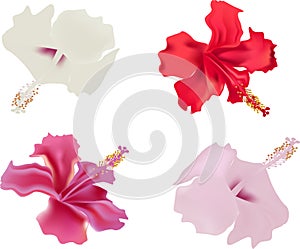 Four isolated hibiscus flowers