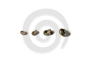 Four Ixodidae of different sizes on a white background