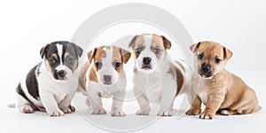 Four Jack Russel pups on a row