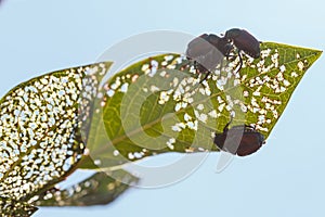 Four Japanese beetles Popillia japonica on blueberry leaf in Piemont, Italy