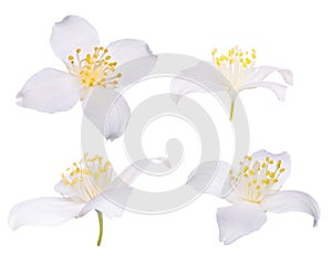 Čtyři květiny na bílém 
