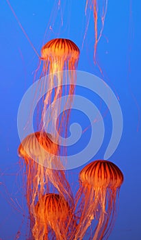 Four jellyfish floating gracefully