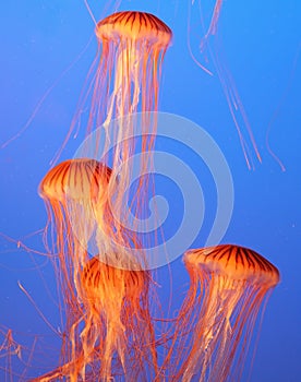 Four jellyfish with thin tentacles